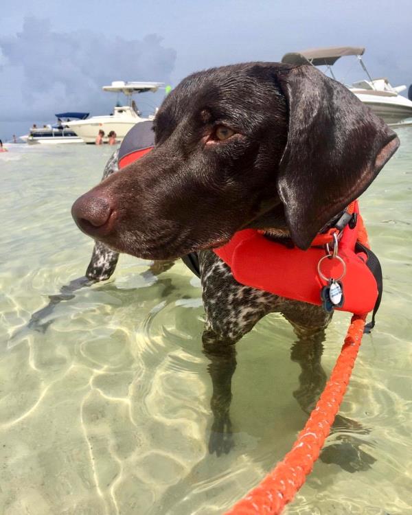 /Images/uploads/Southeast German Shorthaired Pointer Rescue/segspcalendarcontest2018/entries/9020thumb.jpg